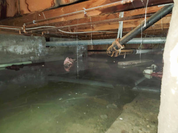 Best Basement water damage restoration  in Mancelona, MI