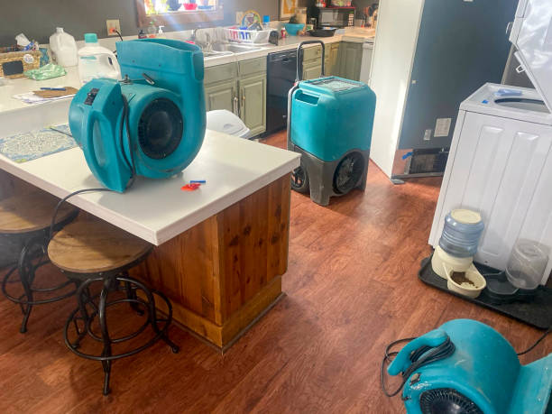 Best Mold removal after water damage  in Mancelona, MI